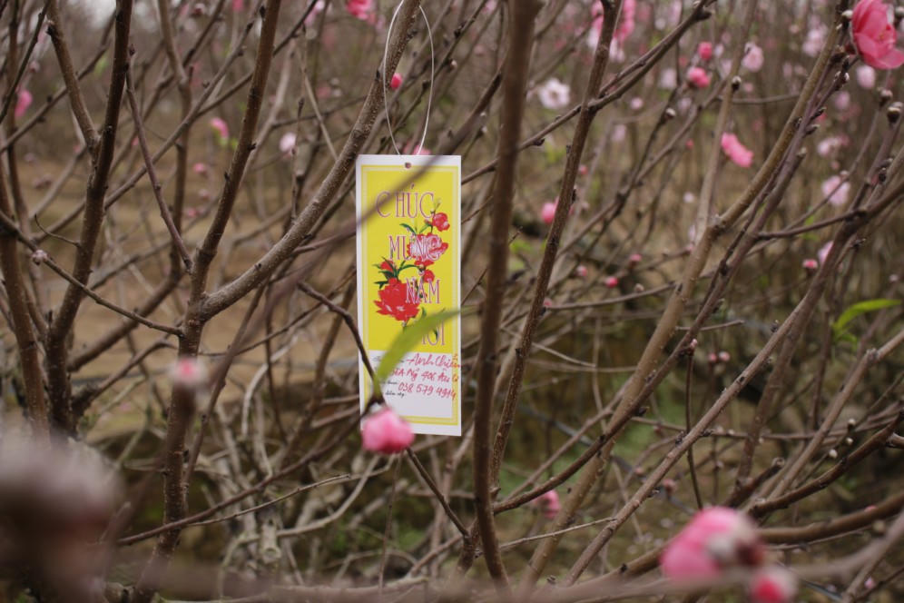 Đào được mùa, người dân Nhật Tân phấn khởi 